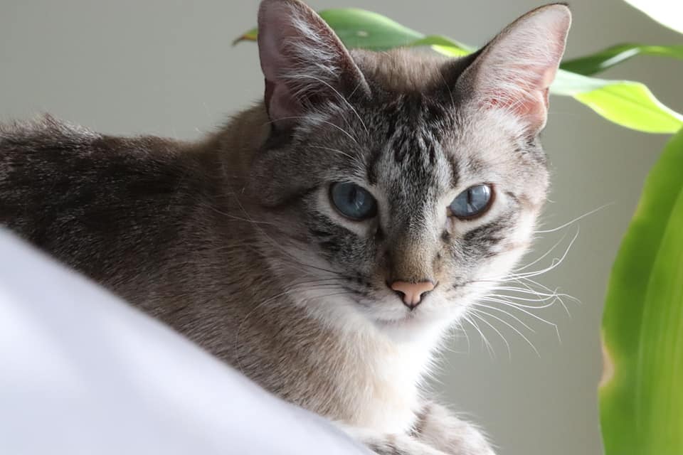 cat