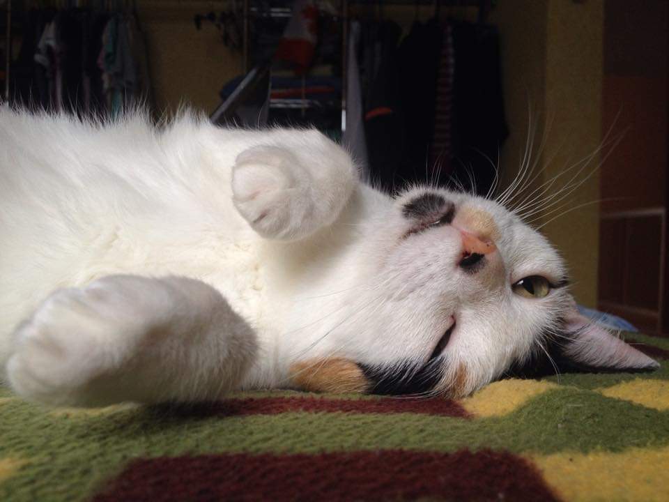 cat
